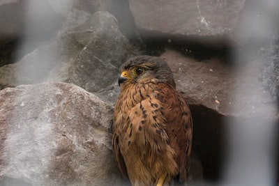 Brown owl shallow focal photos
